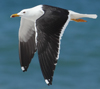 1cy fuscus in August, ringed in Finland. (81365 bytes)